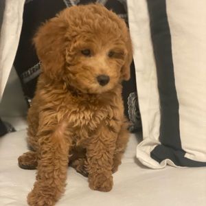 Meet your Posher, Ana